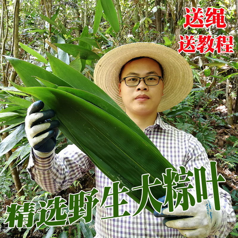 粽叶免邮新鲜现摘野生粽叶包粽子的叶子竹叶箬叶粽子叶100片在类目 水产肉类/新鲜蔬果/熟食, 新鲜蔬菜/蔬菜制品, 净菜中 - 来自Buy2taobao.com提供专业的淘宝代购服务