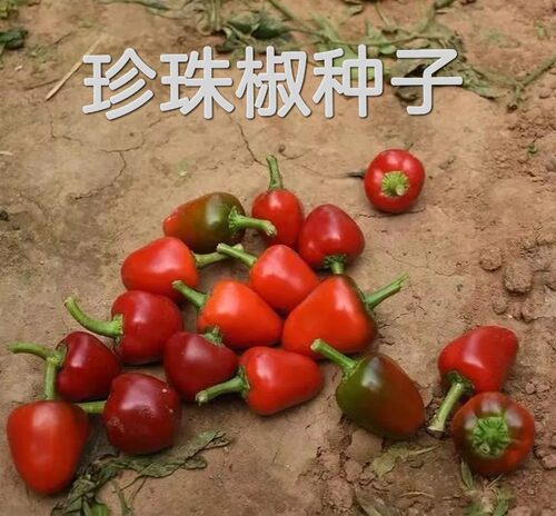 老品种珍珠椒种子红辣椒种子红辣椒种籽可循环留种春秋播蔬菜种子