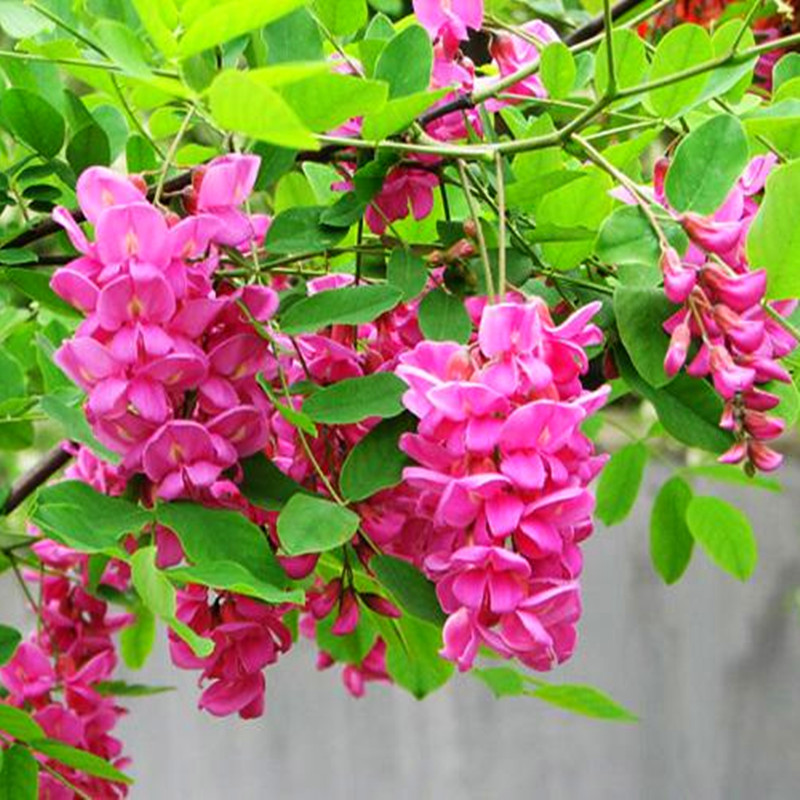 香花槐树苗富贵树槐花苗红花槐树苗庭院绿化花卉花园植物洋槐树苗