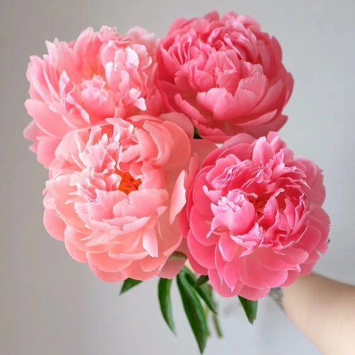 【现货发货】山东菏泽牡丹芍药鲜花露天落日珊瑚夏威夷珊瑚魅力