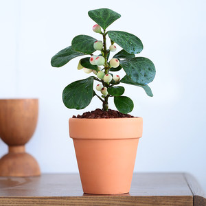 风水植物价格 风水植物图片 星期三