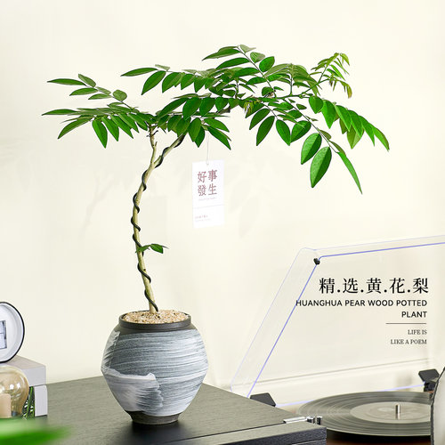 黄花梨盆栽阳台客厅老桩盆景树苗