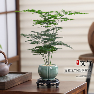 文竹盆栽室内绿植高级感客厅桌面工位好养活四季常青禅意植物盆景