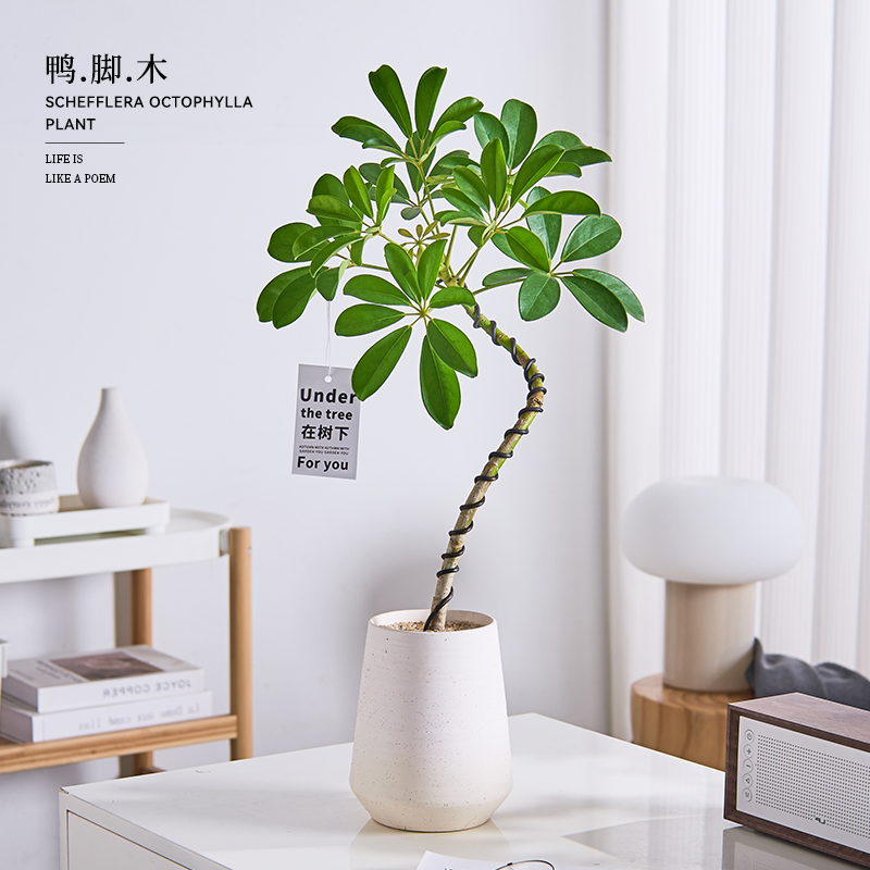 鸭脚木盆栽桌面客厅绿植四季好养