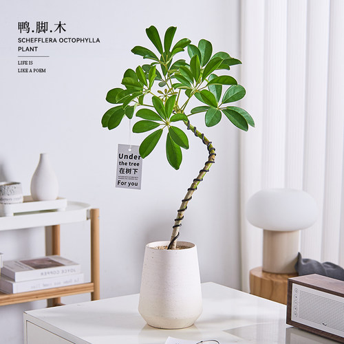鸭脚木盆栽桌面客厅绿植四季好养