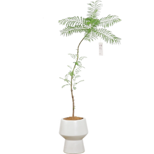 大蓝花楹盆栽室内客厅大型绿植好养活电视柜旁边四季家养树苗真花