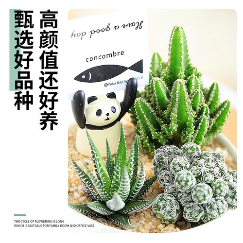 仙人掌盆栽仙人球室内防辐射桌面多肉植物十二卷幼儿园创意小绿植