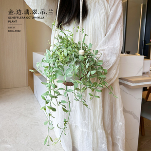藤本绿植高级感懒人好养活 金边翡翠吊兰垂吊多肉植物室内盆栽四季