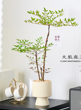 丛林火焰南天竹盆栽办公室绿植高级感客厅室内植物好养活四季老桩