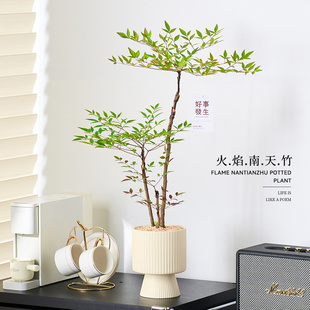 丛林火焰南天竹盆栽办公室绿植高级感客厅室内植物好养活四季老桩