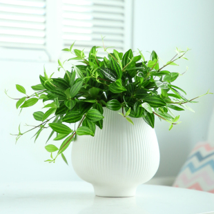 常青 花镜钻石翡翠吊兰室内植物名贵家中电视柜旁边绿植好养活四季