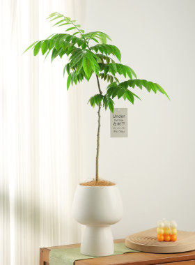 黄花梨室内四季好养活