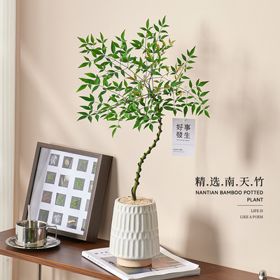 造型南天竹盆栽适合放客厅的绿植