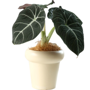 黑天鹅海芋盆栽办公室绿植好养活喜阴室内四季诧寂风植物竹芋热植