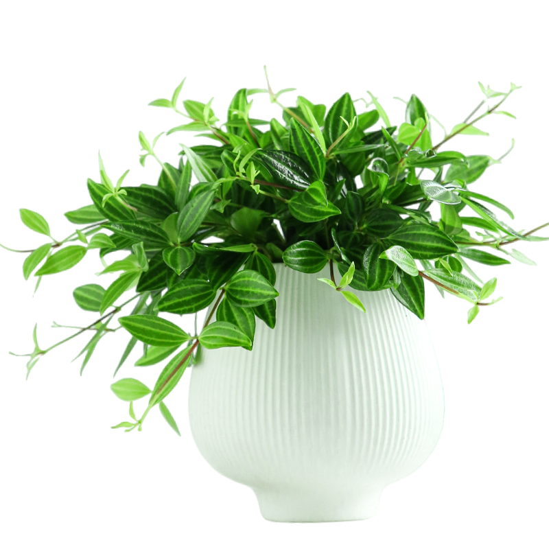 花鏡鉆石翡翠吊蘭室內(nèi)植物名貴家中電視柜旁邊綠植好養(yǎng)活四季常青