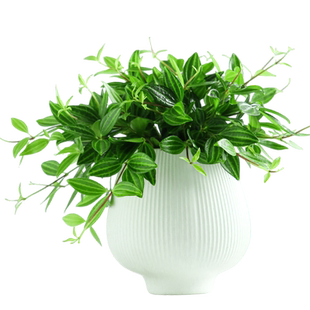 花镜钻石翡翠吊兰室内植物名贵家中电视柜旁边绿植好养活四季常青