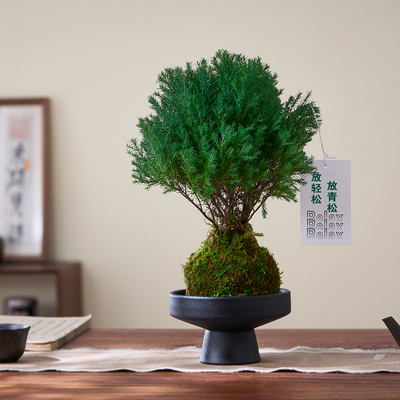 苔藓球雾松盆栽茶室桌面好养绿植