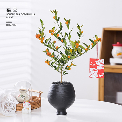 人工培育小福豆四季好养