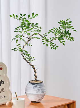 好事成双九里香盆栽盆景造型室内客厅办公室花卉绿植易活四季植物