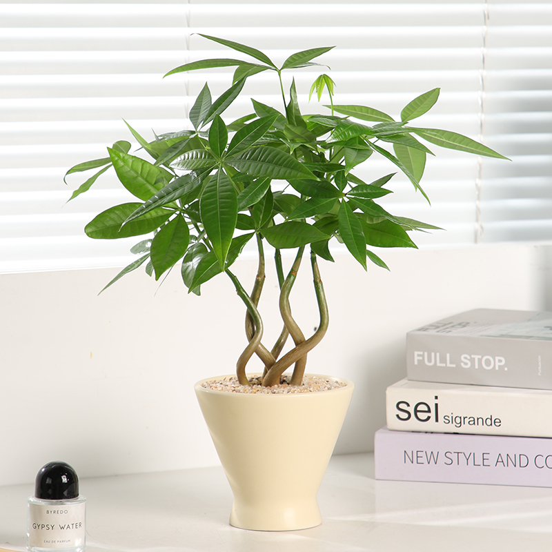 奇趣发财树办公室客厅绿植盆景