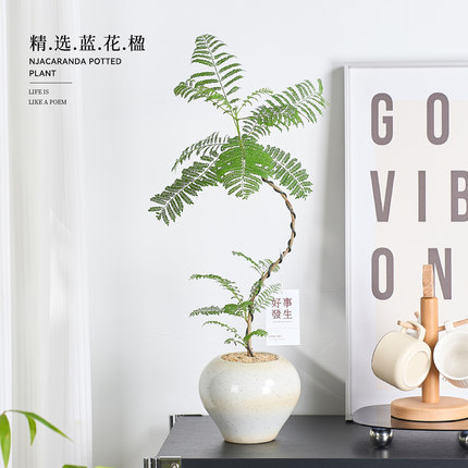 蓝花楹绿植室内盆栽植物家里门口客厅电视柜旁边好养活四季高级感