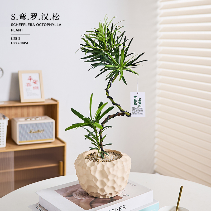 造型罗汉松盆栽室内植物办公室客厅茶室禅意绿植桌面好养花卉盆景