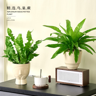 鸟巢蕨客厅绿植室内盆栽植物家里门口卫生间卧室工位好养活高级感