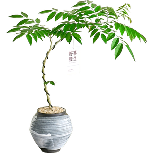 黄花梨盆栽室内外阳台客厅绿植好养活四季植物香枝树老桩盆景树苗