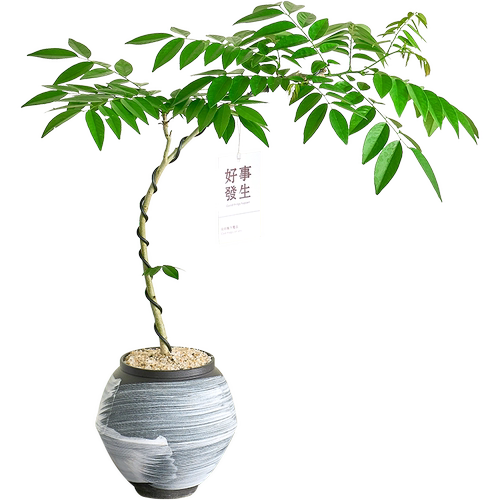 黄花梨盆栽室内外阳台客厅绿植好养活四季植物香枝树老桩盆景树苗