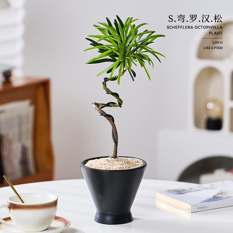 造型罗汉松花卉盆栽易活四季绿植室内办公室桌面客厅懒人植物盆景