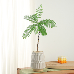 客厅电视柜旁边植物四季 好养活 风格 蓝花楹盆栽室内办公室绿植日式