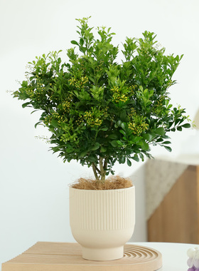 香水米兰花盆栽爆盆花期悠长阳台花卉植物室内花易活多年生可开花