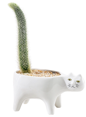 雅花匠办公室四季好养猫尾巴猴尾