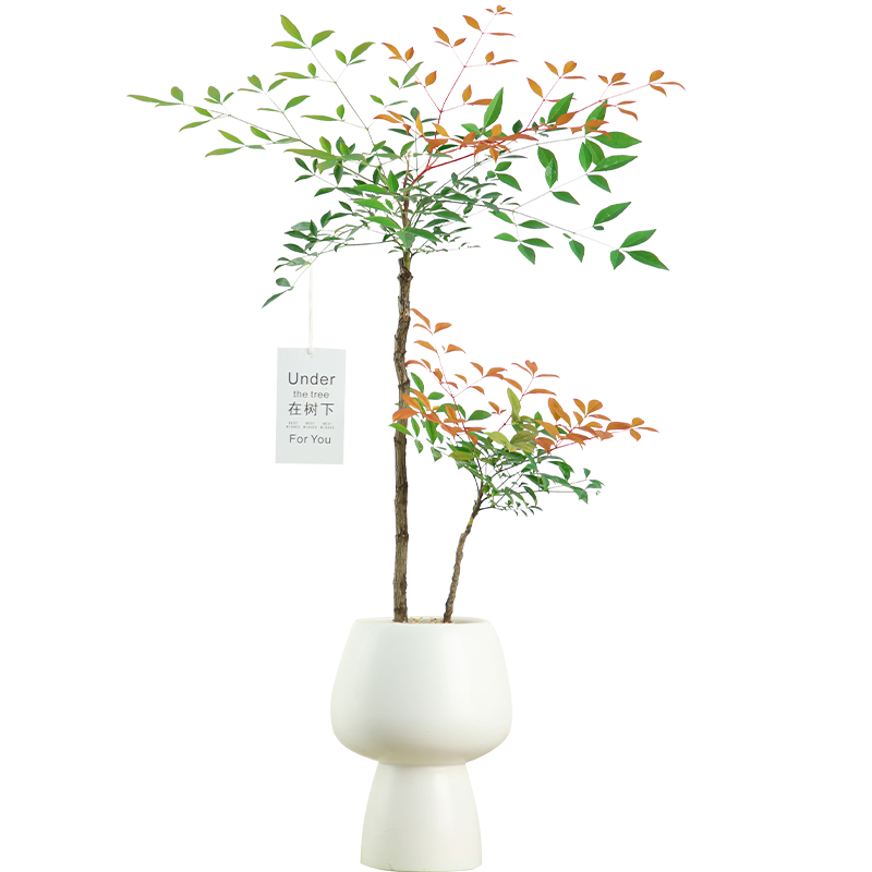 火焰南天竹盆栽室內(nèi)客廳花鏡綠植好養(yǎng)活老樁樹苗耐寒植物四季盆景