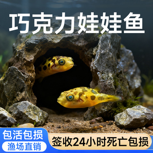 巧克力娃娃鱼热带淡水观赏鱼工具鱼除螺吃蜗牛河豚活体现货速发