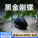 鱼乐多黑金刚螺观赏螺除藻螺活体清洁螺鱼缸清洁工具螺淡水鱼缸