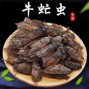 牛虻虫500g中药材牛氓虫药用牛芒虫大个牛蚊子牛苍蝇CN WX