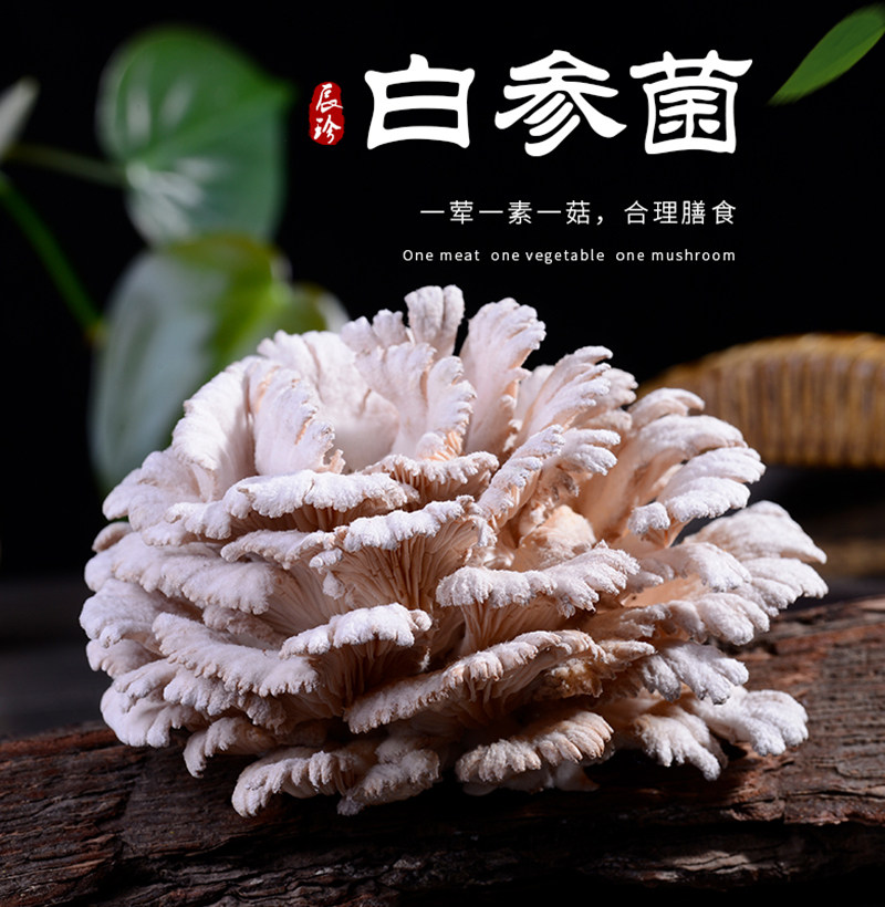 云南省特产白参菌500g当季食用莲花菌白干巴菌菇煲汤当季新鲜采摘