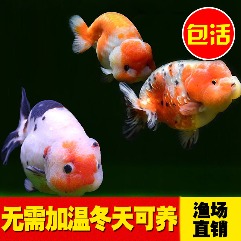 金鱼活体兰寿活鱼观赏宠物冷水鱼五花重墨樱花水墨红白精品蛋种鱼|ruв категории животное/Животное питание и принадлежностей, аквариум мира, рыба - от Buy2taobao.com для оказания профессиональной услуги покупки агента Taobao