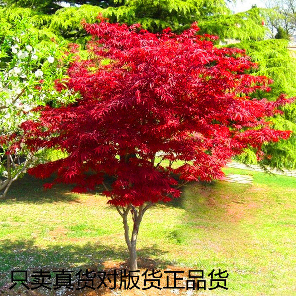 中国红舞姬日本树苗庭院造景美国火焰红枫鸡爪戚独杆红园林绿化苗