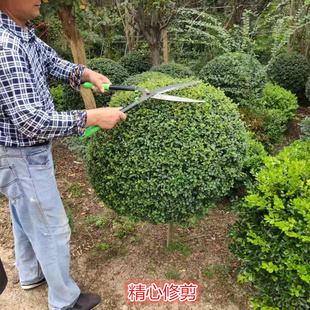 小叶女贞球庭院室外地栽独杆造型树圆柱金叶金森女贞绿篱绿化植物
