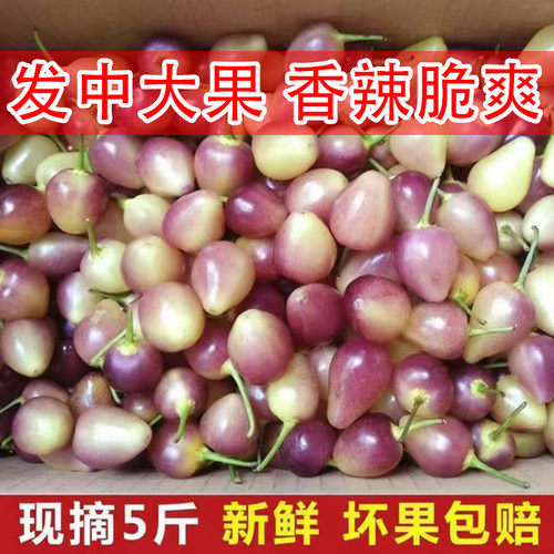 现摘现发广西七彩椒辣椒现摘批发五彩椒泡椒小米椒七彩辣椒