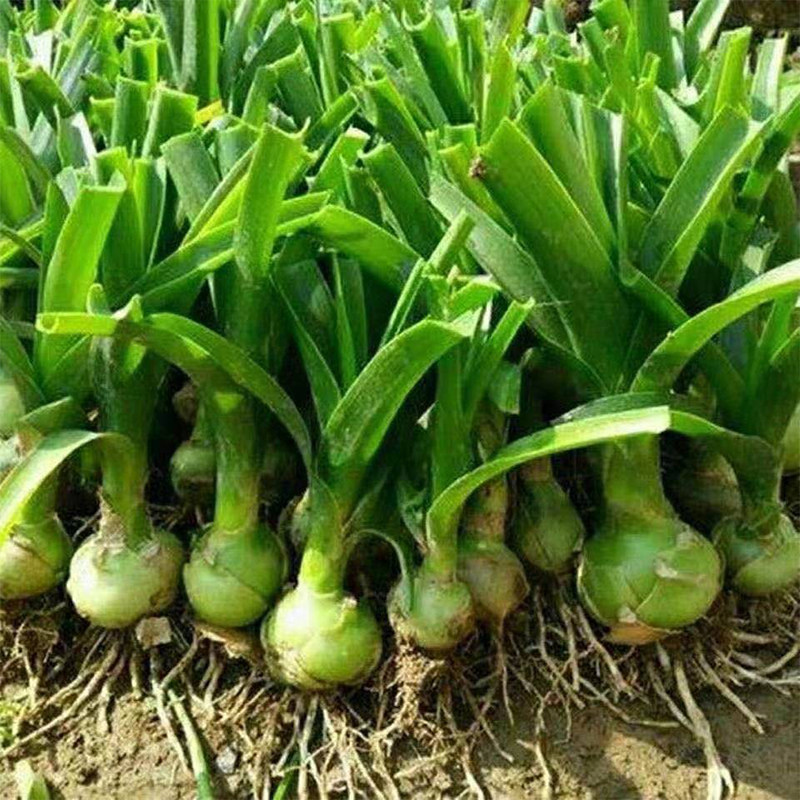 虎眼万年青盆栽海葱植物花卉旱三奇花可食用旱三七盆栽包邮