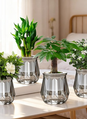 【拍一发四】发财树盆栽室内富贵竹金钻桌面水培植物栀子花卉绿植