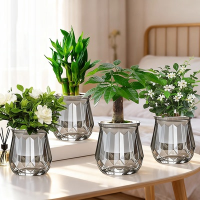 【拍一发四】发财树盆栽室内富贵竹金钻桌面水培植物栀子花卉绿植