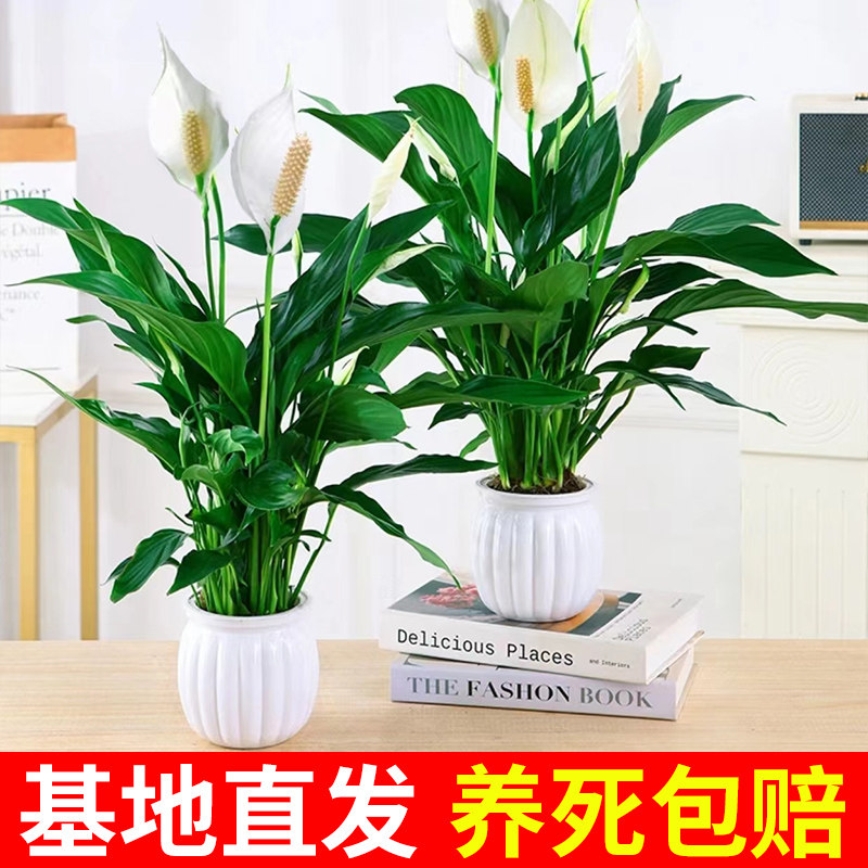 白掌盆栽一帆风顺水培植物办公室内花卉水养水培绿植红掌净化空气