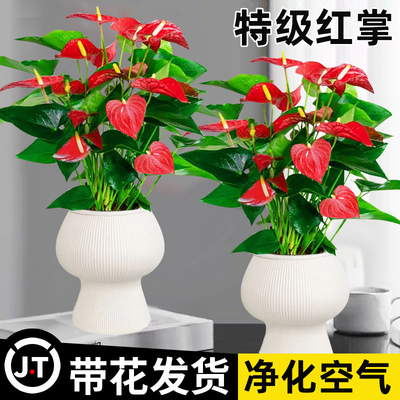 红掌盆栽带花鸿运当头