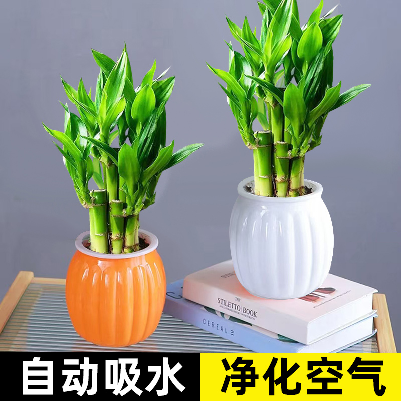 富贵竹盆栽植物室内净化空气