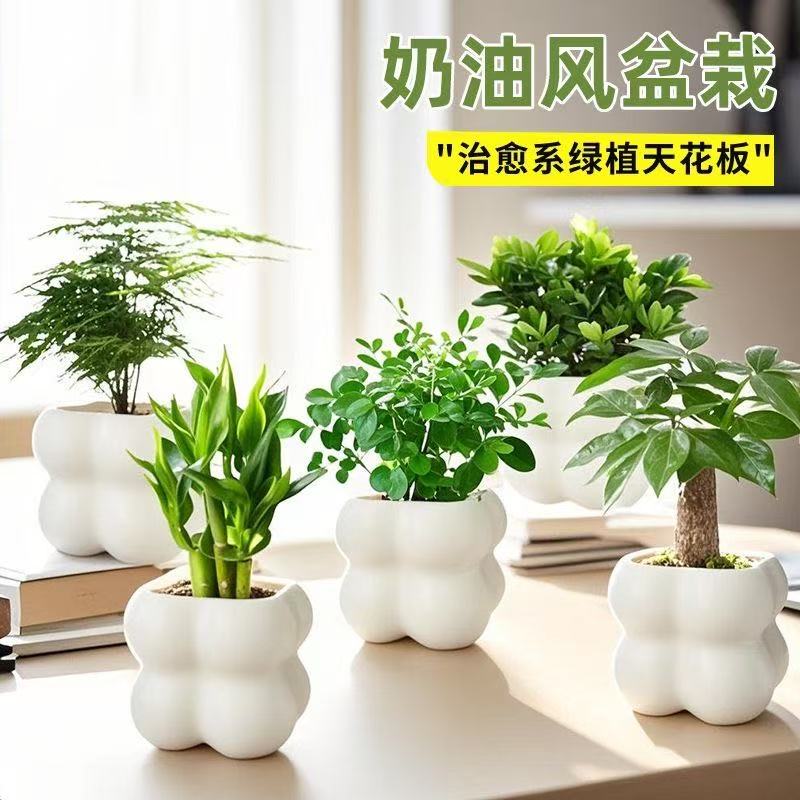 北欧绿植ins云朵盆办公室客厅盆栽桌面摆件简约创意网红花卉植物