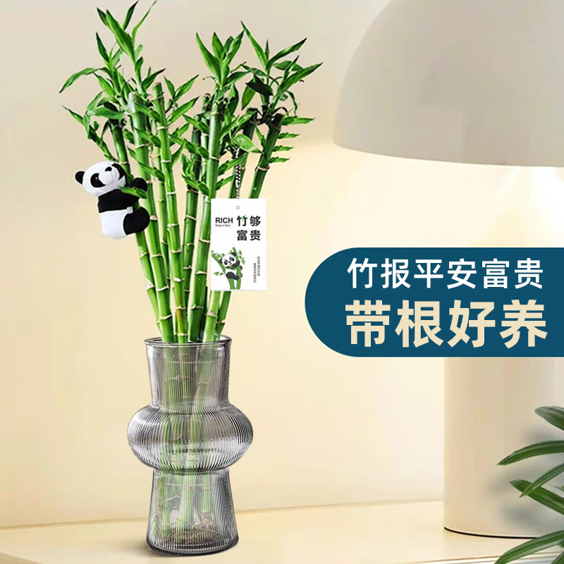 带根富贵竹开运竹水培植物转运竹水养室内办公室绿植盆栽四季好养